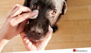 best tear stain removers for dogs