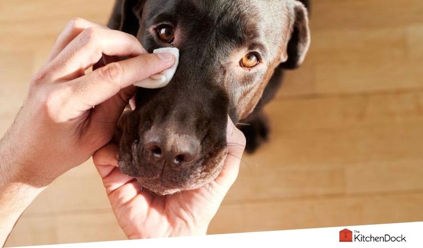 best tear stain removers for dogs