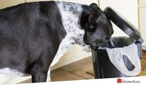 best trash cans for dogs